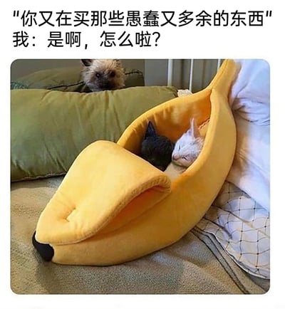 这是一张结合了文字和实拍画面的搞笑宠物图，上方配文模拟了旁人吐槽宠物主人购买“愚蠢多余”宠物用品，而主人坦然回应的对话场景。画面里，一个创意十足的黄色香蕉造型宠物窝被放置在床上，一只深色猫咪和一只浅色猫咪正舒适地窝在里面熟睡，神态放松；在后方的绿色枕头上，一只小狗正探出头，一脸无奈地看着这个宠物窝，整个画面温馨又充满趣味，既展现出宠物用品的奇特创意，也体现出这些看似“多余”的物品能给宠物带来的温暖与舒适，回应了配文里的吐槽，凸显出养宠人愿意为宠物添置可爱用品的心态。