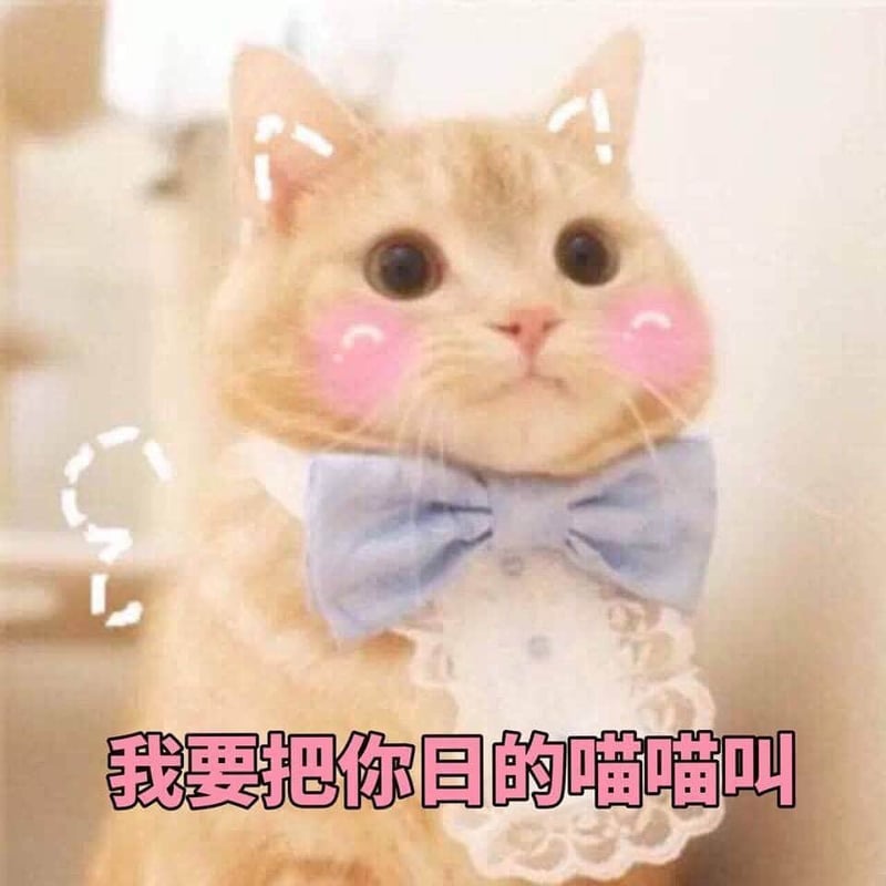 戴领结的猫咪表情包
