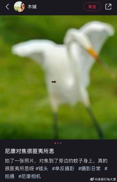 这是一张微博社交平台的截图，顶部显示发布者昵称为木娍，配有用户头像和关注按钮。主图原本的拍摄主体是草地上的白鹭，但相机对焦出现失误，导致白鹭整体完全模糊，反而将画面中央飞过的小蚊子拍得十分清晰。下方是用户发布的配文，吐槽尼康对焦匪夷所思，附带了多个摄影相关的话题标签，图片右下角带有@迷惑行为大赏的转载水印，整体内容是摄影爱好者分享自己遇到的相机对焦乌龙趣事。