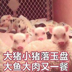 大猪小猪落玉盘 大鱼大肉又一餐