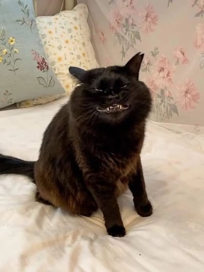一只黑色的猫坐在铺着白色床单的床上，表情严肃，嘴巴微张露出牙齿，背景有带有花卉图案的枕头和窗帘。猫咪的毛发蓬松，耳朵竖起，眼神看起来有些不悦或警惕，整体画面呈现出一种反差萌的搞笑效果。