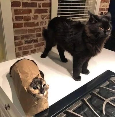 厨房台面上有两只猫，一只玳瑁色的猫钻进了棕色纸袋里，只露出脑袋和两只眼睛；另一只黑色长毛猫站在旁边，耳朵竖起，表情警惕地注视着前方。背景是红砖墙和百叶窗，营造出温馨的居家氛围。