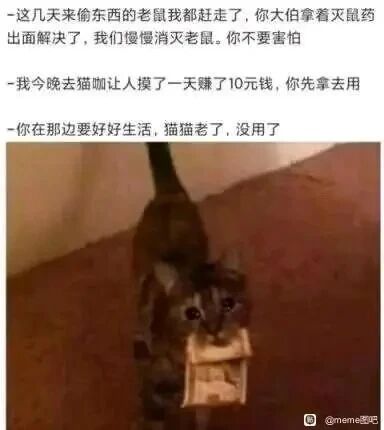 这是一张P图改编的静态单图梗图，采用顶配底文的图文混排形式，上方是三段模拟家人与在外打拼的“猫咪游子”的对话：家人告知猫咪家中鼠患已得到解决，让它不必担忧；猫咪回应自己在猫咖靠被人抚摸赚了10元钱，让家人先拿去用；最后猫咪感慨自己年迈，觉得自己没用。下方的图片是一只真实的猫咪被P上了叼着装有现金的小盒子的元素，猫咪神情疲惫无奈，整体将猫咪拟人化为在外打拼、牵挂家庭却又自感年迈无用的游子，用幽默的形式映射了现实中许多在外奋斗的年轻人的处境，既让人觉得搞笑又能引发共情。