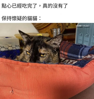 这张图片是一只猫咪窝在垫子里，露出怀疑人生的表情。配文说“点心已经吃完了，真的没有了”和“保持怀疑的猫猫：”，意指人在对猫猫说没有点心了，但猫咪用不信任的眼神看着人，非常搞笑和生动。整体氛围是无奈、幽默和“我不太相信你”的感觉，非常贴合养宠过程中的常见场景。

没有明显谐音梗，但猫的怀疑表情和台词形成幽默反差。