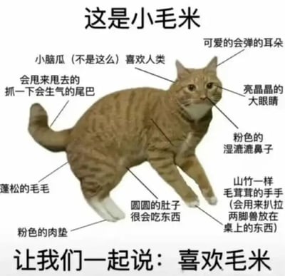 图片中央是一只棕色虎斑猫，周围用文字标注了它的各个身体部位，包括“小脑瓜（不是这么）喜欢人类”“会甩来甩去的抓一下会生气的尾巴”“可爱的会弹的耳朵”“亮晶晶的大眼睛”等可爱描述。图片顶部有标题“这是小毛米”，底部文字为“让我们一起说：喜欢毛米”，整体风格温馨治愈，充满对猫咪的喜爱。