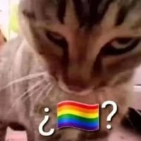 疑惑猫咪