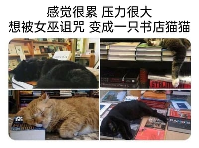 这是一张由四张猫咪照片拼接而成的图片，上方配有文字“感觉很累 压力很大 想被女巫诅咒 变成一只书店猫猫”。四张照片分别展示了不同的猫咪在书店的书堆上悠闲生活的状态：左上角的黑猫蜷卧在书本上，姿态放松；右上角的虎斑猫趴在书堆边缘，一只爪子自然垂下；左下角的橘猫枕着书本熟睡，睡态香甜；右下角的黑猫舒展身体摊在书堆上，十分惬意。整体内容通过对比人类的压力状态与猫咪的悠闲生活，表达了当代人在面对压力时，渴望逃离疲惫日常、向往轻松自在生活的情绪。