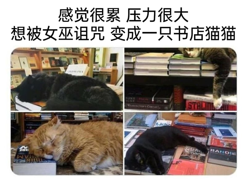 书店猫咪