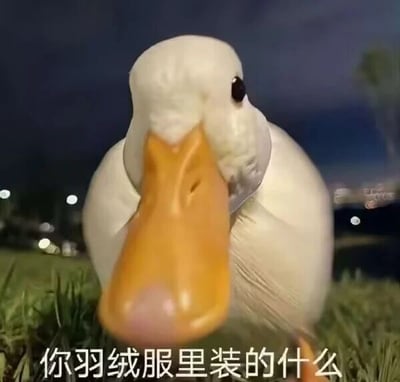 这是一张原始拍摄的静态文字加注图，属于表情素材图。画面主体是一只白色的鸭子，它正凑近镜头，眼神直视前方，神态看起来比较认真，背景是夜晚的户外草地，远处有模糊的点状灯光。图片底部配有文字“你羽绒服里装的什么”，这是一个谐音梗，因为鸭子的羽毛是制作羽绒服的常见原料，用鸭子来提出这个问题，带有幽默调侃的意味，仿佛鸭子在“质问”人类使用鸭绒制作羽绒服，是一个用来搞笑互动的表情包素材。