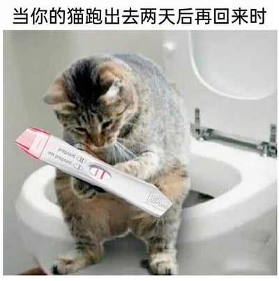 这是一张经过P图改编的搞笑梗图，图中一只狸花猫被合成在马桶上，双爪握着显示两条杠的验孕棒，低头注视着验孕棒结果，神情低落又焦虑。结合图顶部的文字“当你的猫跑出去两天后再回来时”，用拟人化的方式调侃猫咪外出后可能意外怀孕的趣味场景，将人类的验孕行为套在猫身上，制造出荒诞又贴合养宠日常的搞笑效果，容易引发养宠用户的共鸣。
