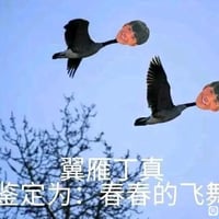 一眼丁真缩略图