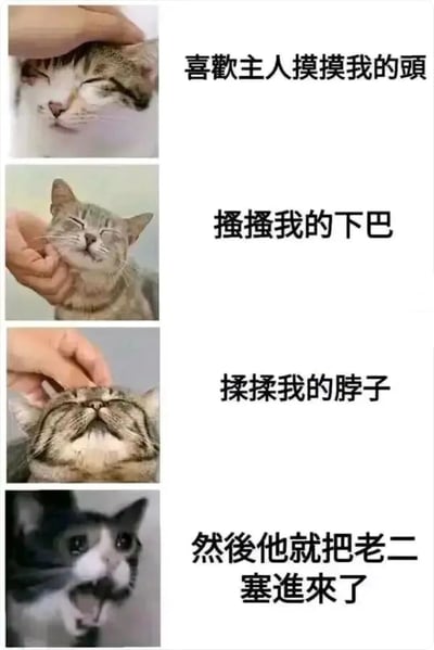 这是一张竖屏四格连环图文混排梗图，整体风格从温馨转向搞笑。前三格依次呈现了不同的猫咪在享受主人的抚摸互动：第一格中一只狸花猫闭眼惬意地接受主人摸头，配文“喜欢主人摸摸我的头”；第二格另一只狸花猫眯着眼睛，享受主人挠下巴的动作，配文“搔搔我的下巴”；第三格猫咪仰头闭眼，一脸满足地让主人揉脖子，配文“揉揉我的脖子”；第四格画风突变，一只黑白猫咪瞪大双眼、嘴巴大张，露出震惊的表情，配文“然后他就把老二塞进来了”。文案利用“老二”的歧义性制造反转笑点，将原本温馨的撸猫场景突然转向意外搞笑的情节，形成强烈的反差效果，以此博人一笑。