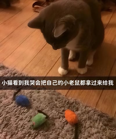 图片中是一只灰色毛发、爪子为白色的猫咪，正低头站在木地板上，目光注视着前方灰色地毯上的几只彩色玩具老鼠（蓝色、绿色、橙色）。图片中间有一行白色文字：“小猫看到我哭会把自己的小老鼠都拿过来给我”，描述了猫咪在主人哭泣时，会将自己心爱的玩具老鼠叼来安慰主人的暖心行为，整体画面温馨治愈，展现了宠物与主人之间的情感联结。