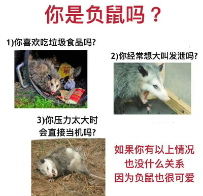 这是一张以负鼠为主题的幽默对比图，通过三个问题和对应的负鼠图片，将人类的某些生活状态与负鼠的行为进行趣味类比。图片上方以红色大字标题"你是负鼠吗？"引出主题，下方分三部分展示：1)问题"你喜欢吃垃圾食品吗？"配一张在垃圾桶中吃食物的负鼠图片；2)问题"你经常想大叫发泄吗？"配一张张嘴露齿的负鼠图片；3)问题"你压力太大时会直接当机吗？"配一张趴在地上的负鼠图片。最后以红色文字"如果你有以上情况也没什么关系因为负鼠也很可爱"进行幽默总结，表达了轻松自嘲的生活态度。