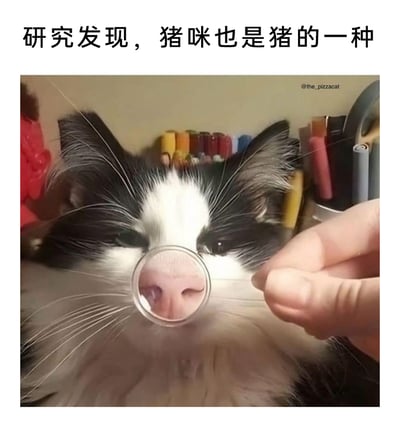 这是一张趣味十足的搞笑梗图，上方配有文字“研究发现，猪咪也是猪的一种”，图中主体是一只黑白相间的猫咪，它半睁着眼睛，神态懵懂，一只手拿着一个特殊的放大镜放在猫咪的鼻子前方，这个放大镜的镜片部分印有猪的鼻子，通过视觉错位的效果，看起来像是猫咪的鼻子被放大后变成了猪鼻子，结合网络上对猫咪的可爱称呼“猪咪”，玩起了谐音和视觉梗，将猫咪调侃成猪的一种，充满了趣味性和创意。