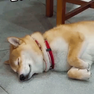 柴犬醒了但不想起的真实写照