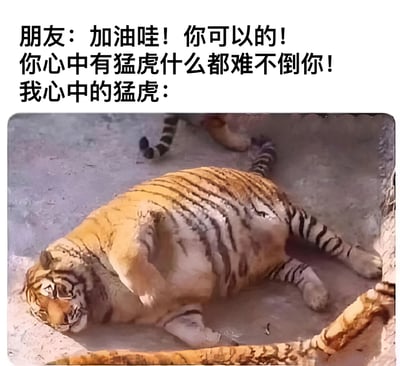 这是一张幽默搞笑的梗图，上方配有文字："朋友：加油哇！你可以的！你心中有猛虎什么都难不倒你！我心中的猛虎："，下方是一张真实照片，展示了一只体型肥胖的老虎四脚朝天、慵懒地躺在地上。图片通过强烈的反差制造笑点，将人们常说的"心中有猛虎"的励志形象与现实中慵懒肥胖的老虎进行对比，表达了一种幽默的自我调侃。