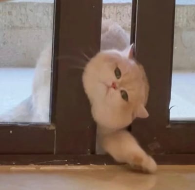 一只白色猫咪正好奇地将头和一只爪子从木门的缝隙中挤进来，绿色的眼睛直视镜头。猫咪的身体部分可见于门后的玻璃区域，似乎正努力想穿过这道狭窄的缝隙。背景显示门外是一个有水泥地面的区域。