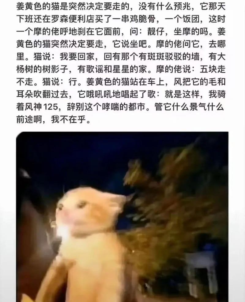 小猫文学