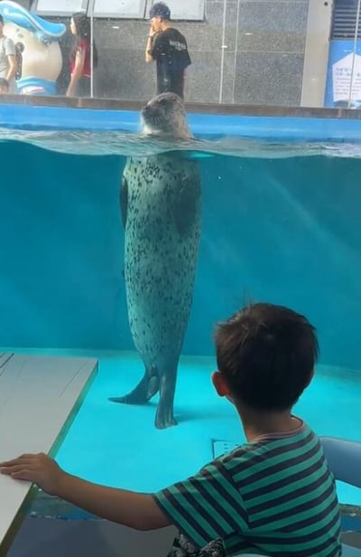 在水族馆的蓝色展缸前，一个穿着绿黑条纹上衣的小男孩背对着镜头，手扶展缸边缘，正专注地观察缸内的动物。缸中的斑海豹直立在水中，上半身探出水面，头部转向小男孩的方向，眼神看起来充满好奇，仿佛在和小男孩进行双向的观察互动。展缸外的上方区域还能看到其他驻足的游客，整个场景氛围温馨治愈，传递出人与动物之间奇妙的亲近感。