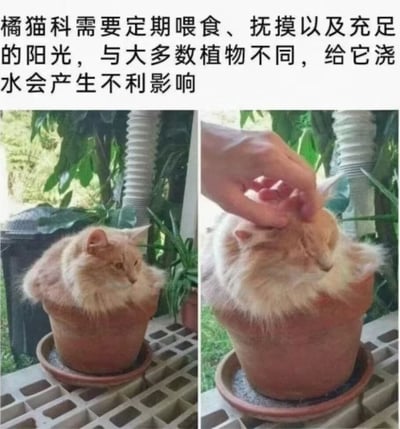这是一张幽默的左右对比图，上方配有搞笑文字说明。图片将一只橘猫巧妙地放置在花盆中，创造出猫咪是一种特殊