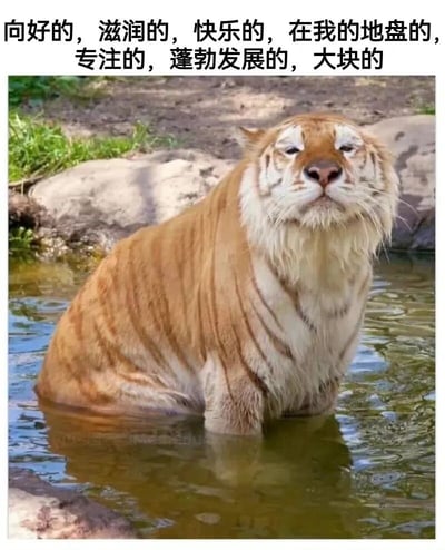 图片中是一只老虎正坐在水中泡澡，表情看起来十分放松惬意。上方配有文字：'向好的，滋润的，快乐的，在我的地盘的，专注的，蓬勃发展的，大块的'，这些形容词与老虎泡澡的舒适状态形成幽默对比，营造出轻松搞笑的氛围。