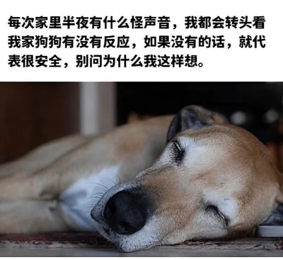 图片上半部分为黑色文字，内容描述了作者半夜听到家里有怪声音时，会通过观察自家狗狗的反应来判断是否安全，如果狗狗没有反应就认为安全，并幽默地表示“别问为什么我这样想”。下半部分是一张真实拍摄的照片，一只浅棕色的狗狗正趴在地上熟睡，眼睛紧闭，表情放松，整体画面温馨又带点搞笑，展现了宠物在日常生活中给主人带来的安全感和趣味。