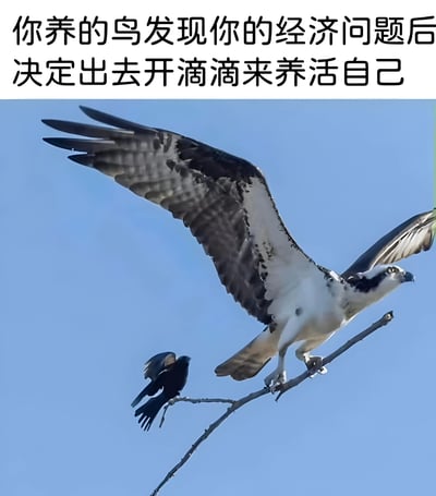 图片上方配有文字“你养的鸟发现你的经济问题后决定出去开滴滴来养活自己”，下方是一张野生动物照片：一只大型猛禽（疑似鹰或鹗）展翅停在树枝上，翅膀张开呈飞行准备状态，旁边有一只较小的鸟停驻。通过拟人化手法，将鸟类赋予人类解决经济问题的行为（开滴滴赚钱），形成幽默反差效果，调侃经济压力下的生存调侃。