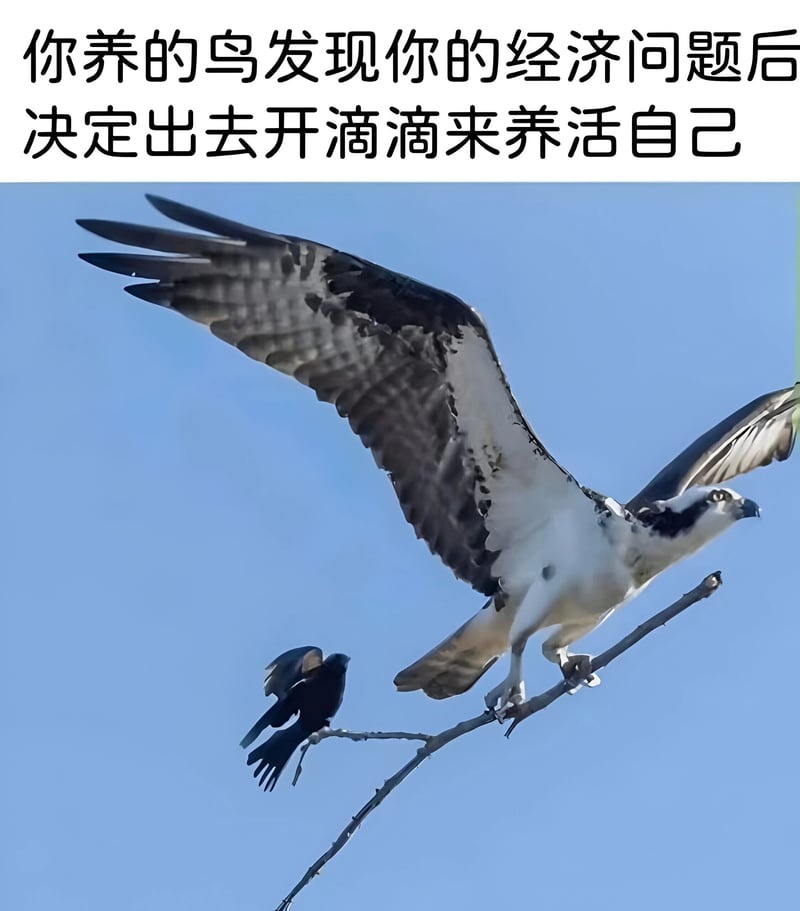 小鸟