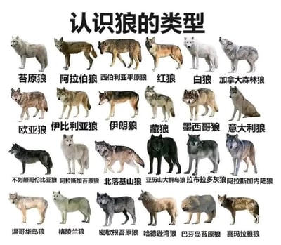 这是一张展示不同狼类型的科普图表，标题为“认识狼的类型”。图表中包含24种狼的插图，分为4行6列排列，每种狼的下方都标注了对应的中文名称，如苔原狼、阿拉伯狼、西伯利亚平原狼、红狼、白狼、加拿大森林狼等。插图风格统一，均为狼的侧面或正面站立/行走姿态，背景为纯白色，整体布局清晰，便于对比不同狼种的外形特征。