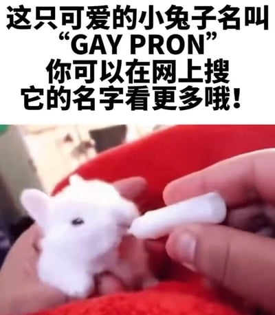 这是一张网络恶搞整蛊梗图，图片分为上下两部分：上半部分是黑色加粗的引导文字，写着“这只可爱的小兔子名叫‘GAY PRON’你可以在网上搜它的名字看更多哦！”；下半部分是实拍画面，一只白色的迷你毛绒小兔子被人捧在手心，另一只手拿着一个白色长条状物体凑在兔子嘴边，看起来像是在喂食。这张图的核心是谐音整蛊，“GAY PRON”是“GAY PORN”（男同性恋色情内容）的谐音变体，引导他人搜索时会搜到不雅内容，属于典型的网络恶作剧内容，利用可爱的兔子画面降低人的防备心，达到整蛊效果。