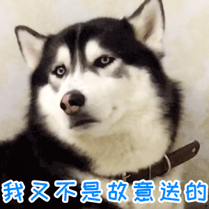 哈士奇委屈辩解：我又不是故意送的