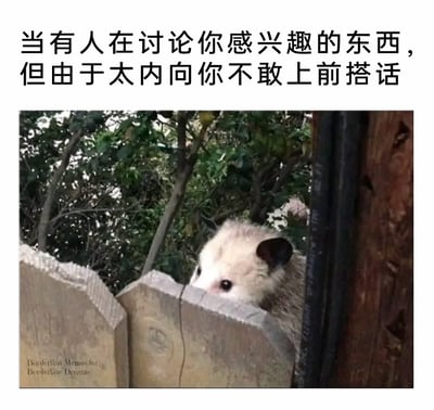 这是一张引发内向社恐人群共鸣的meme图，上方配有中文文字“当有人在讨论你感兴趣的东西，但由于太内向你不敢上前搭话”，图中一只负鼠躲在石质围栏的缝隙后，仅露出半张脸，眼神小心翼翼又带着渴望地向外张望，生动还原了内向者面对感兴趣的话题，内心极度想要参与，却因性格胆怯不敢上前搭话，只能远远观望的窘迫又无奈的状态，精准戳中这类人群的社交痛点。