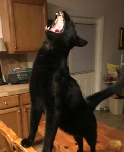 一只纯黑色的猫咪后腿站立在厨房的木质餐桌上，身体后仰，头部高高抬起，嘴巴大张露出尖锐的牙齿和粉色的牙龈，表情夸张地嘶吼或嚎叫。背景可见木质橱柜、厨房台面和一扇白色的门，整体场景充满戏剧性和喜感，常被用作表达激动、愤怒或夸张情绪的表情包。