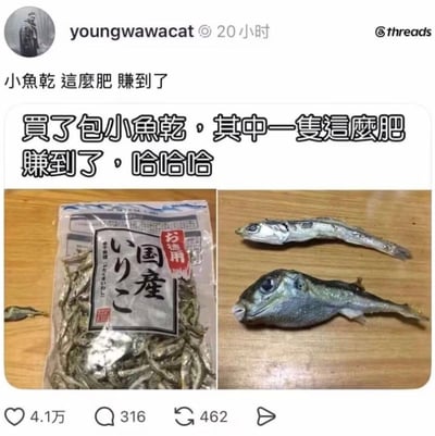 这是一张 Threads 社交媒体帖子截图。发帖用户名为 youngwawacat，发布于 20 小时前，获赞 4.1 万、评论 316、转发 462。帖子上方配文为繁体中文：「小魚乾 這麼肥 賺到了」，图片中央叠加大字：「買了包小魚乾，其中一隻這麼肥 賺到了，哈哈哈」。截图主体由左右两张照片拼接而成：左侧是一袋日本产煮干小鱼干（包装袋上有日文「国産 いりこ」「お徳用」「煮干魚類」字样），袋内装满细长的小鱼干，袋子旁边的桌面上还放着一条小鱼；右侧照片在木质桌面上摆放了两条鱼干做对比，上方是一条正常体型、细长扁平的小鱼干，下方则是一条头部和腹部异常圆胖鼓胀、嘴巴微张、眼睛较大的鱼干，外形明显是河豚（河鲀）而非普通小鱼。发帖人原本以为自己「赚到了」，觉得买到一条特别肥的小鱼，但笑点在于这条「肥鱼」实际上是混入小鱼干中的河豚，而河豚含有剧毒（河豚毒素），处理不当食用会中毒，所谓的「赚到」其实是食品安全隐患。