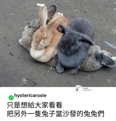 图中有三只兔子，其中两只蹲坐在最底下那只兔子的身上，仿佛把这只兔子当作沙发或垫子一样使用，形成了一种非常幽默和温馨的画面。底部配有繁体中文配文，意思是“只是想给大家看看把另外一只兔子当沙发的兔兔们”。整个画面让人忍不住莞尔，有点像“你是我的靠垫/工具人”的视觉双关。

双关说明：兔子被当沙发，是一种可爱的拟人调侃，也有“被当作工具/垫背”的网络延伸解读。