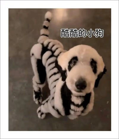 这是一张带白色边框的静态单图，画面主体是一只浅色的小狗，它身着一套模仿骷髅骨骼样式的服装，服装以灰白底色搭配黑色线条，还原了骷髅的肋骨、四肢骨骼以及尾部骨骼的造型，小狗眼部也有对应的黑色装饰，与服装风格呼应。小狗抬头睁着大眼睛看向镜头，神态无辜又可爱，搭配搞酷的骷髅装，形成反差萌。图片右上角配有文字“酷酷的小狗”，点明了画面的趣味主题，整体风格轻松有趣，很适合作为宠物趣味分享内容，也契合万圣节的搞怪氛围。
