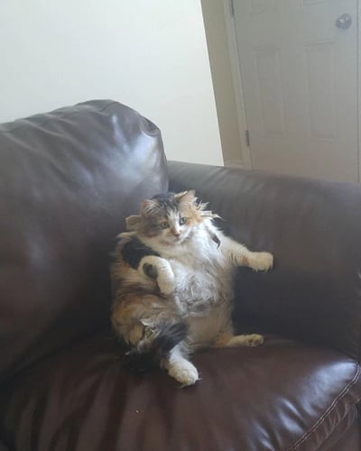 一只毛色为白、棕、黑相间的长毛猫，正以放松的姿势坐在深棕色皮沙发上。猫咪前爪微微抬起，眼神平静地看向镜头，腹部毛发蓬松，整体姿态显得慵懒而舒适。背景中可见浅色墙壁和一扇关闭的白色房门，营造出居家环境的温馨感。