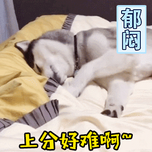 哈士奇郁闷躺平：上分好难啊~