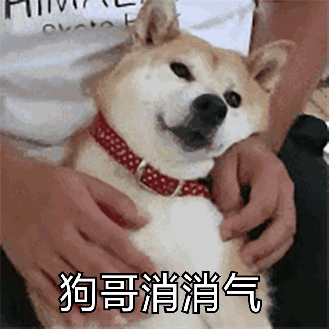 狗哥消消气！柴犬被安抚的治愈动图