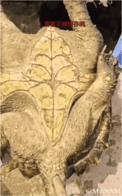 艾尔登法环