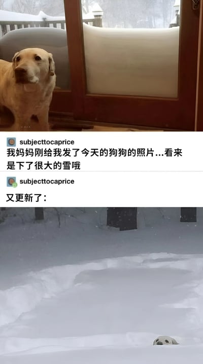 图片分为上下两部分。上半部分是一只金毛犬站在室内玻璃门旁，门外积雪已高至玻璃门顶部，狗狗平静地望向门外，似乎在观察这场大雪。下半部分是更新后的场景：茫茫白雪覆盖了地面，只有狗狗的头顶和耳朵露出雪面，仿佛被大雪完全掩埋。配文来自用户'subjecttocaprice'：'我妈妈刚给我发了今天的狗狗的照片...看来是下了很大的雪哦'以及'又更新了：'，幽默地展现了雪势之大，狗狗从在门口观望到几乎被雪埋住的有趣对比。