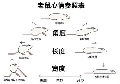 这是一张以卡通老鼠为主题的心情参照表，通过不同角度、长度和宽度的身体形态变化来幽默表现老鼠的多种情绪状态。图表中心上方是“普通老鼠”的基础形态；角度维度中，左侧“生气老鼠”向左倾斜，右侧“好奇老鼠”向右倾斜；长度维度中，左侧“惊恐老鼠”身体缩短，右侧“快乐老鼠”身体拉长；宽度维度中，下方左侧“绝对骂马的不行老鼠”身体变高变窄（焦虑状态），下方右侧“究极薄饼老鼠”身体变扁变宽（开心状态）。底部有从“焦虑”到“自然”再到“开心”的情绪渐变轴。整体风格简洁可爱，用夸张的身体比例变化直观传达情绪差异。