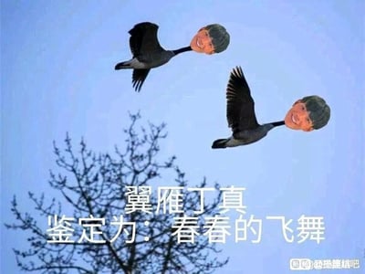 这是一张经过二次创作的网络搞笑梗图，创作者将真实人物丁真的脸部图像替换到两只飞翔的大雁头部位置，背景是浅蓝色天空和没有叶片的树枝。图中配文‘翼雁丁真 鉴定为：春春的飞舞’运用了谐音梗，‘翼雁’谐音‘一雁’，‘春春’谐音‘蠢蠢’，同时模仿了网络上流行的‘鉴定为’句式，通过将人物脸部与飞雁结合的荒诞画面，搭配带有调侃意味的谐音配文，制造出滑稽搞笑的效果，整体风格戏谑幽默，属于网络社区中用于娱乐调侃的创作内容。