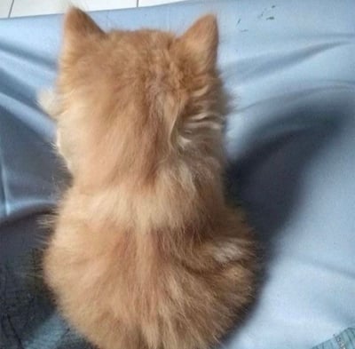 一只毛茸茸的橘猫正背对着镜头坐在蓝色的布上，两只小耳朵竖得笔直，蓬松的毛发在光线下呈现出温暖的橙黄色。背景能看到部分瓷砖地面，整体画面温馨治愈。