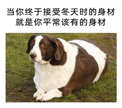 这是一张经过PS改编的搞笑梗图，画面主体是一只棕白花色的狗狗，它的身体被修改成圆滚滚的横向膨胀状态，前爪并拢趴在草地上，眼神看起来带着无奈又坦然的情绪。图的上方配有文字“当你终于接受冬天时的身材就是你平常该有的身材”，用狗狗夸张肥胖的身材，幽默地调侃人们在冬季因饮食增加、运动减少导致身材发胖，最终与自己真实身材和解的自嘲心态，充满轻松搞笑的氛围。