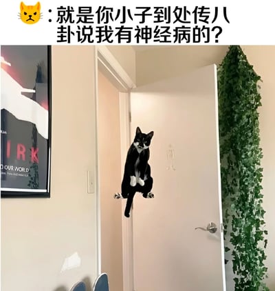 这张梗图上方有一个黄色猫咪表情图标和黑色文字："就是你小子到处传八卦说我有神经病的？"。图片主体是一只黑白相间的猫，以一种看似违反物理定律的姿势悬浮在走廊门口，猫的表情严肃，眼神直视前方，仿佛在质问某人。走廊左侧墙上挂着一幅海报，右侧有绿色植物装饰。图片通过猫咪的悬浮姿态和质问文字形成幽默效果，暗示猫咪对谣言的不满。