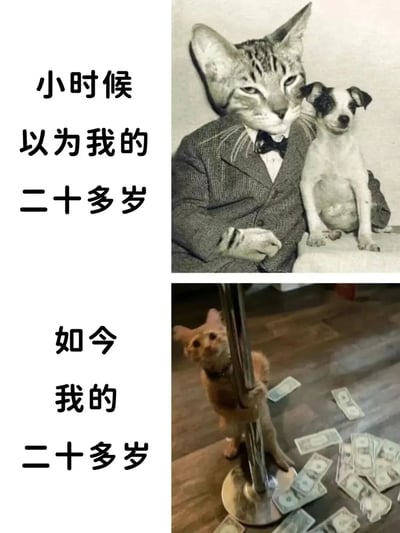 这是一张上下对比的梗图，通过两张图片幽默地展现了对二十多岁生活的预期与现实差距。上图中一只穿着西装打领结的猫和小狗坐在一起，显得优雅而体面；下图中一只猫正在跳钢管舞，周围散落着美元钞票，形成鲜明对比。