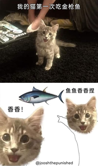 这是一张上下拼接的多图拼接类梗图，上半部分呈现了一只浅灰色小猫坐在黑色地毯上的真实场景，小猫眼睛圆睁、嘴巴张开，露出惊喜又兴奋的表情，上方配文“我的猫第一次吃金枪鱼”，背景中还能看到人的一只手；下半部分是经过P图二次创作的内容，将小猫的头部与金枪鱼图案创意结合，搭配“香香！”“鱼鱼香香捏”的软萌语气文字，以拟人化的方式夸张地表现出猫咪初次吃到金枪鱼时，被香味彻底征服的开心状态，整体风格可爱搞笑，生动展现了萌宠的趣味日常，容易引发养宠人群的共鸣。