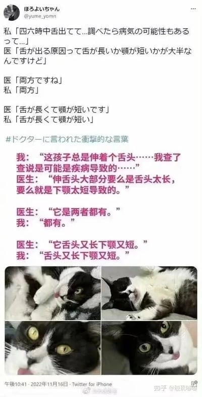 这是一张社交媒体截图，属于图文混排的多图拼接内容。上方是铲屎官和医生的对话文字：铲屎官因为自家猫咪总是伸着舌头，担心是疾病导致，于是咨询医生；医生表示猫咪伸舌头大多是舌头太长或者下颚太短的原因，随后告知铲屎官这只猫咪同时存在这两个情况，铲屎官重复医生的话确认，对话呈现出一种呆萌的重复感，充满趣味。下方是四张黑白奶牛猫的照片，照片里的猫咪都伸着舌头，姿态各异，有的躺卧有的趴卧，眼神看起来十分呆萌可爱，完美对应了对话中描述的猫咪状态，整体内容轻松治愈，展现了宠物日常里的有趣小插曲。